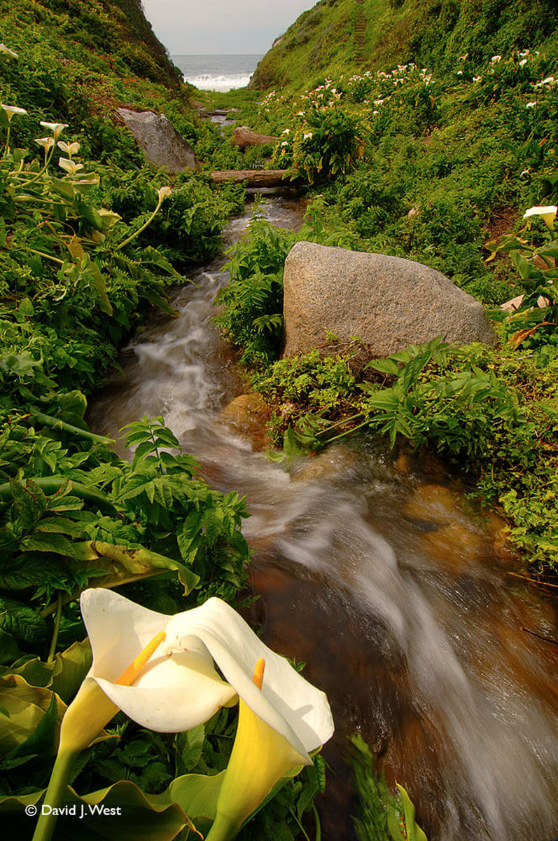 discord Calla Lily Scarf 15-16A/W ディスコード discord Calla Lily Scarf 15-16A/W ディスコード discord Calla Lily