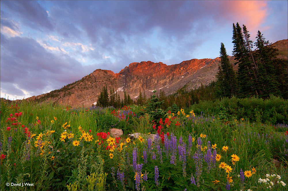 WILDFLOWERS AT DEVIL'S CASTLE – David J. West Gallery
