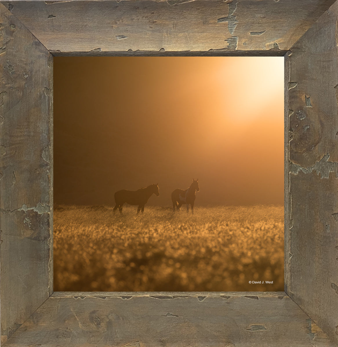 Outlets Western Wild Horse Signed Image