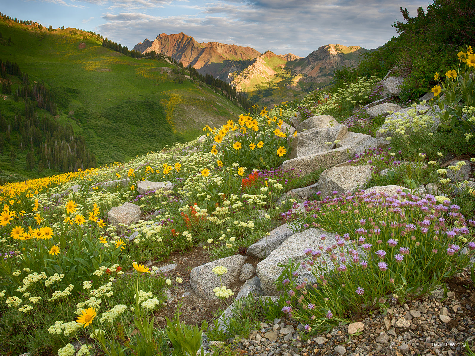 ALTA WILDFLOWERS