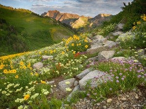 ALTA WILDFLOWERS