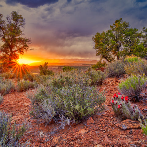 Desert Sunset Square