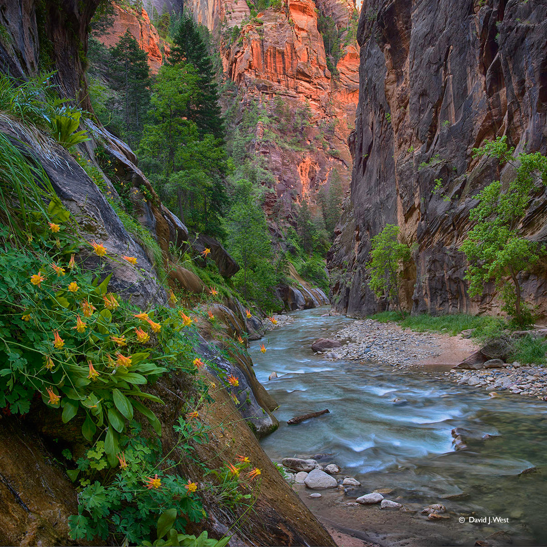 Narrows Spring Square – David J. West Gallery