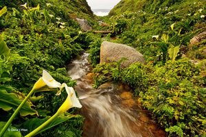 WILD CALLA LILLIES HORIZONTAL