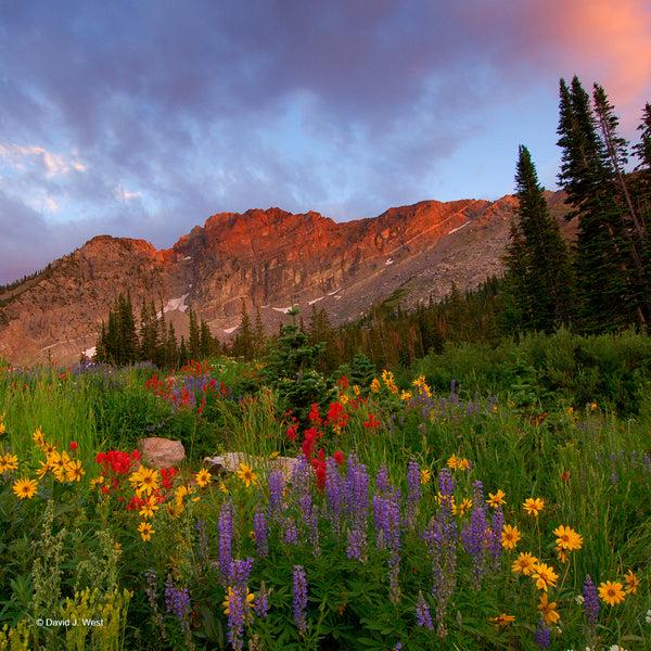 Wildflowers At Devils Castle Square